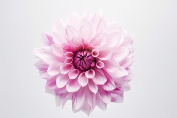 Poster -  a large pink flower is shown in the middle of the picture, with a white background and a light gray background behind it, with a pink center.  generative ai