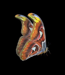 Aufkleber - Attacus atlas. Atlas moth. Colorful tropical Atlas butterfly isolated on black. Large flying moth	