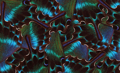 Fototapete - abstract pattern of tropical butterfly wings.