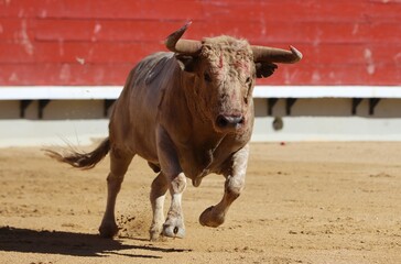 Wall Mural - bull in the bullring in spain