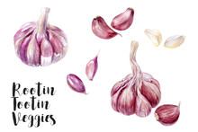 Watercolor Illustration Of Garlic Isolated On White Background, Closeup.
