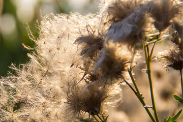 Fototapete - Dry brown plants on a light background. Beautiful landscape for a postcard or poster.