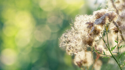 Fototapete - Dry brown plants on a green background. Beautiful twigs for a postcard or poster.