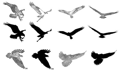 Wall Mural - set of silhouettes of birds, set of falcons, set of hawk sketch,