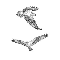 Wall Mural - eagle in flight, eagle sketch, falcon sketch,