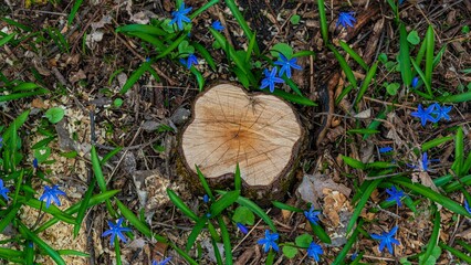 Canvas Print - Cut tree stump and blueberry flowers.