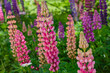 Lupine , or wolf bean ( lat. Lupinus ) is a genus of plants from the legume family