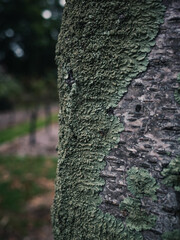 lichen on tree