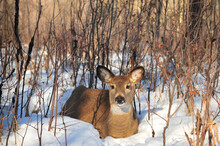 White Tail Deer Resting In Winter Forest