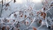 © Fox Ave Designs - Closeup photograph of icy frost on tree branch with leaves and berries. Winter ice and snow in a forest background.