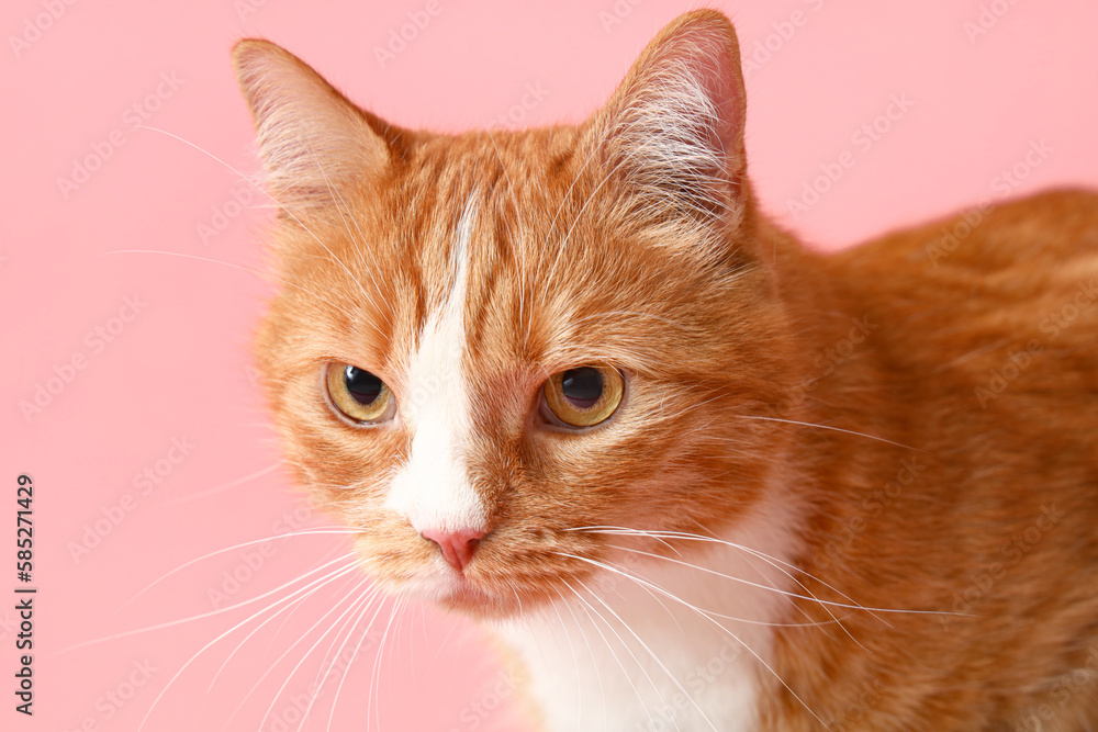 Funny red cat on pink background