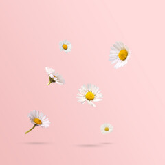 Wall Mural - Spring flowers, daisies levitating against pastel pink background. Minimal spring or flower concept