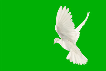 Canvas Afdrukken
 - White dove flying on Green screen background and Clipping path .freedom concept and international day of peace 2023