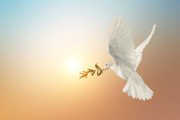 Canvas Afdrukken
 - White Dove carrying olive leaf branch on Beautiful light and lens flare .Freedom concept and international day of peace , Free Clipping path 