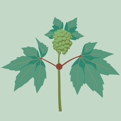 Castor Bean angiosperm plant of the species Ricinus communis wit created with Generative AI technology