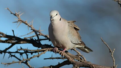 Poster - Cape turtle dove (Streptopelia capicola) perched on a branch, Kalahari desert, South Africa