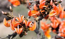 Bright Orange-red Flowers Of Flame-of-Forest (Butea Monosperma) In Full Bloom : (pix Sanjiv Shukla)