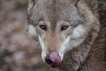 Wall Mural - Grey wolf