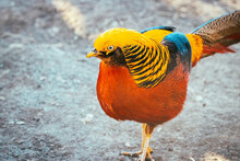 A Male Golden Pheasant (Chrysolophus Pictus), Chinese Pheasant, Rainbow Pheasant, And Colorful Bird. Close-up Portrait.	