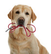 Cute Labrador Retriever holding leash in mouth on white background