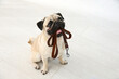 Adorable pug dog holding leash in mouth indoors
