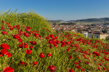 Wall Mural - red poppies on the hill in the center of Alacati town (Cesme, Izmir region, Turkey)