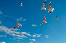 Seagull Birds In The Blue Sky Catch A Piece Of Bread On The Fly.