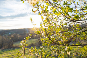 Canvas Print - The delicate beauty of spring is showcased in this romantic sunset landscape. Blossoming trees and fresh foliage bloom across a beautiful background.