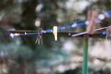 Fototapeta  - Kolorowe spinacze do prania wiszą na sznurku do suszenia. 