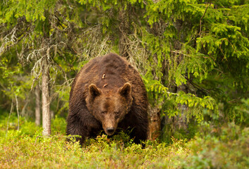 Wall Mural - Impressive portrait of Eurasian Brown bear in a forest