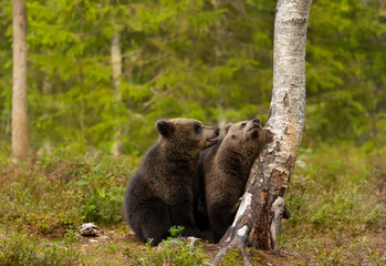 Wall Mural - close up of playful european brown bear cubs in a forest