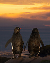 Wall Mural - couple of rockhopper penguins enjoying the sunset