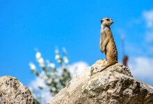 Meerkat On The Rock