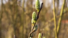 Blooming Buds On A Branch In Spring