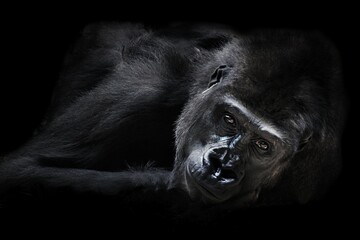 gorilla