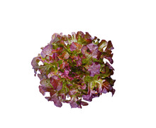 Purple Lettuce On   Transparant Png