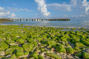 Wall Mural - green algae growing on the rocks by the beach