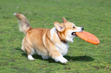 Poster - welsh corgi pembroke on a walk