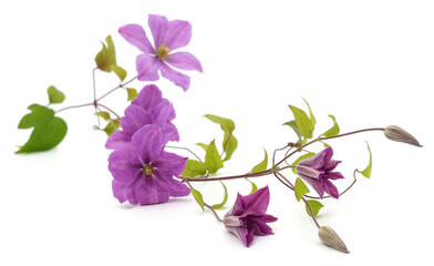 Sticker - Purple clematis and leaves.