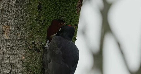 Poster - Black woodpecker making a nest