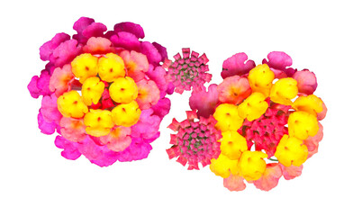Wall Mural - fleurs de lantana rose et jaune