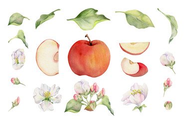 Hand drawn watercolor composition with apple blossom, fruit slices, green leaves, white and pink flowers. Isolated object on white background. Design for wall art, wedding, print, fabric, cover, card.