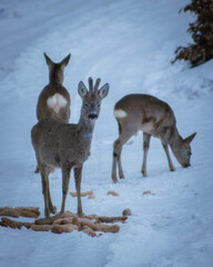 Wall Mural - A wild and orderly family of roe deer, eating pastries prepared by a hunter in the harsh winter. Roe deer, female roe deer, and fawn. Photographed in the Czech Republic