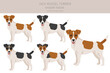 Jack Russel terrier in different poses and coat colors. Smooth coat and broken haired