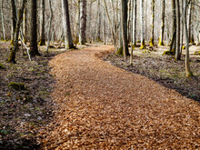 Forest View Landscape, Trees And Moss Growing On Tree Trunk And Bark, Walking Path Made Of Wood Chips, Spring In The Forest