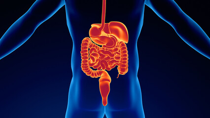 Anatomy of human digestive system