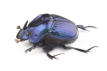 Wall Mural - Dung beetle (Phanaeus furiosus) isolated on white background