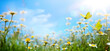 abstract spring nature background with fresh grass and flowers against sunny sky