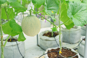 Wall Mural - Cantaloup melon growing in greenhouse farm