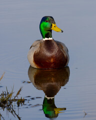 Canvas Print - Very close view of a male wild duck,  seen in a North California marsh